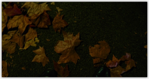 fallen leaves